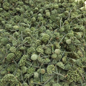 2019三七花新花上市