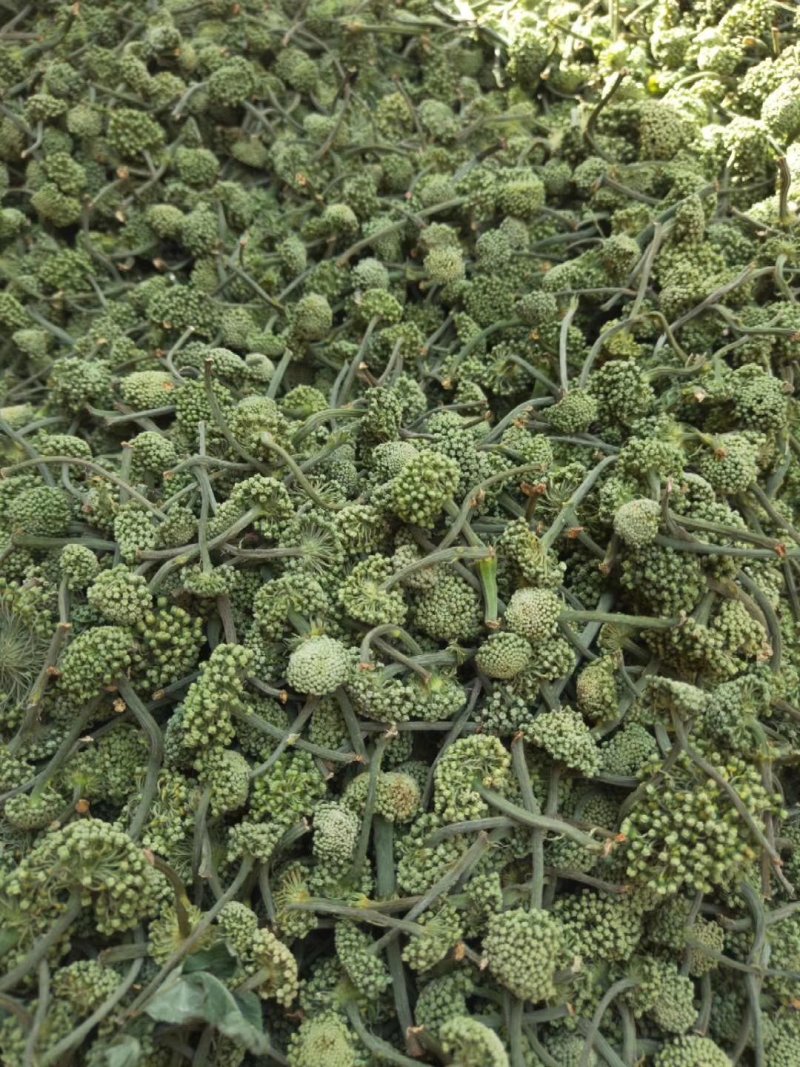 2019三七花新花上市