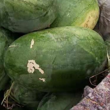 不嫁结西瓜，