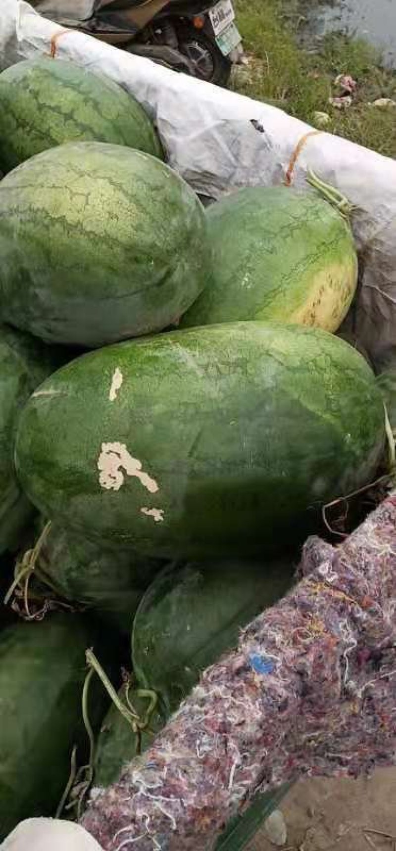 不嫁结西瓜，