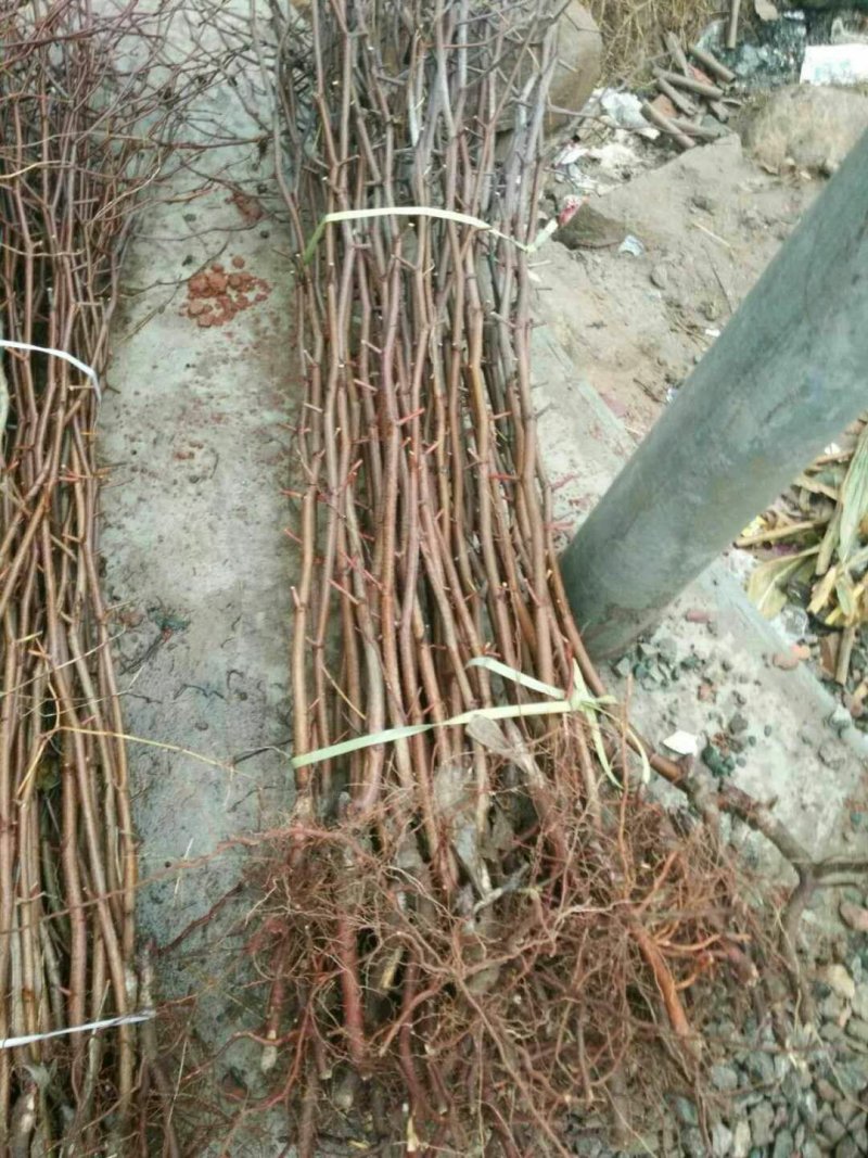 酸枣苗枣树苗死苗补发一年直生枣树苗