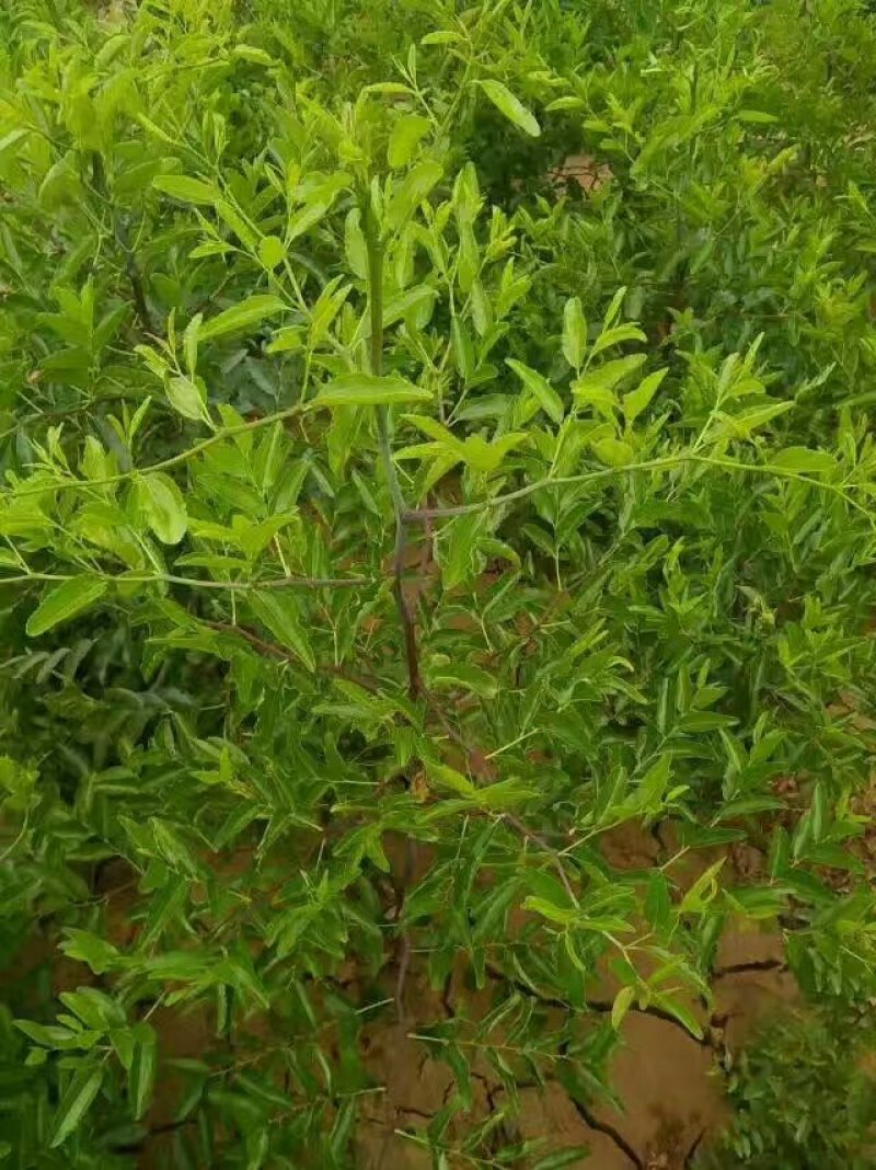 酸枣苗枣树苗死苗补发一年直生枣树苗