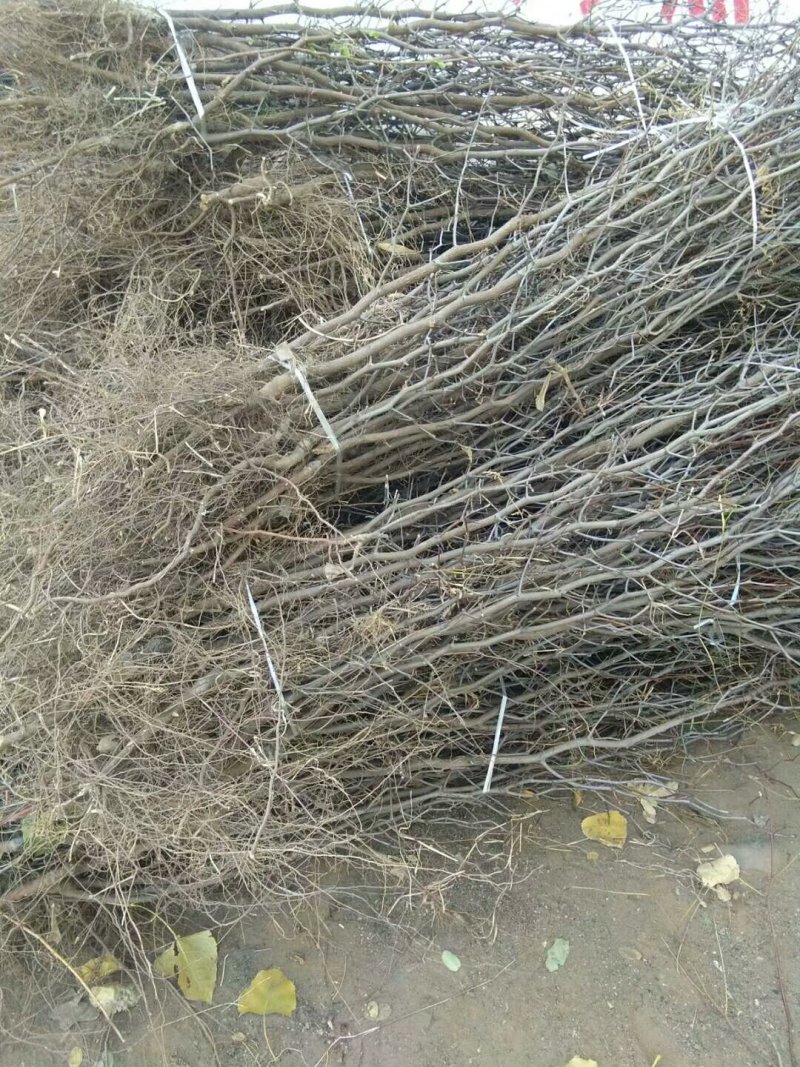 酸枣苗枣树苗死苗补发一年直生枣树苗
