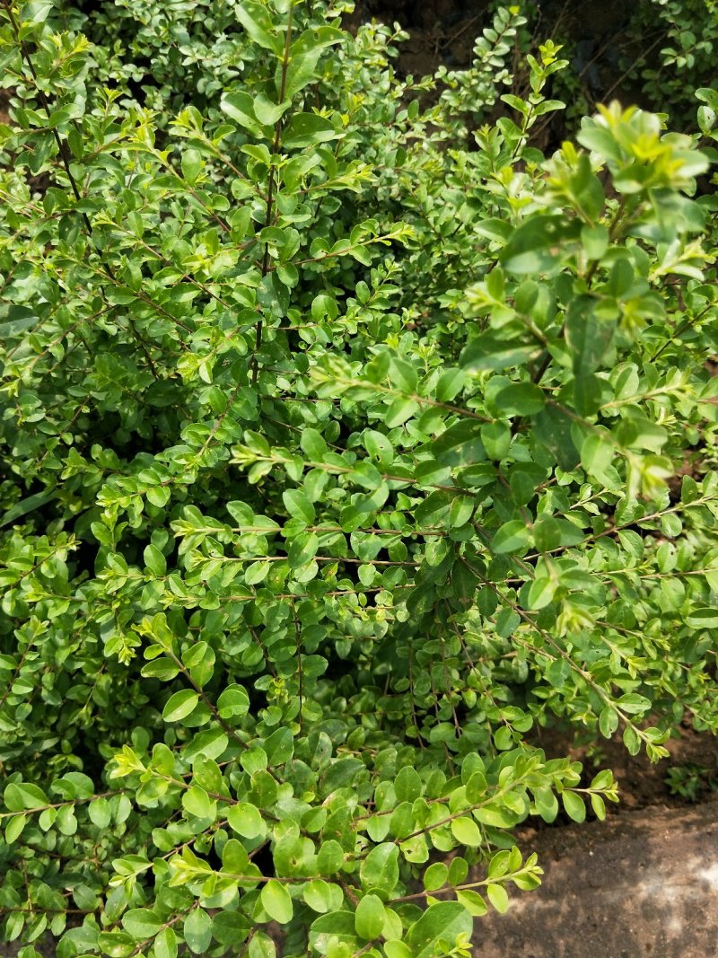 小叶女贞优质女贞基地直发欢迎实地看货
