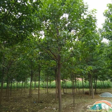 自家苗圃精品楸树，欢迎选购