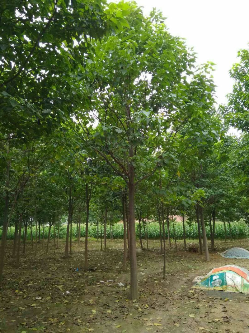 自家苗圃精品楸树，欢迎选购