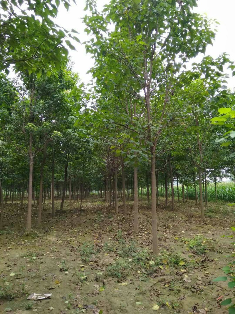 自家苗圃精品楸树，欢迎选购
