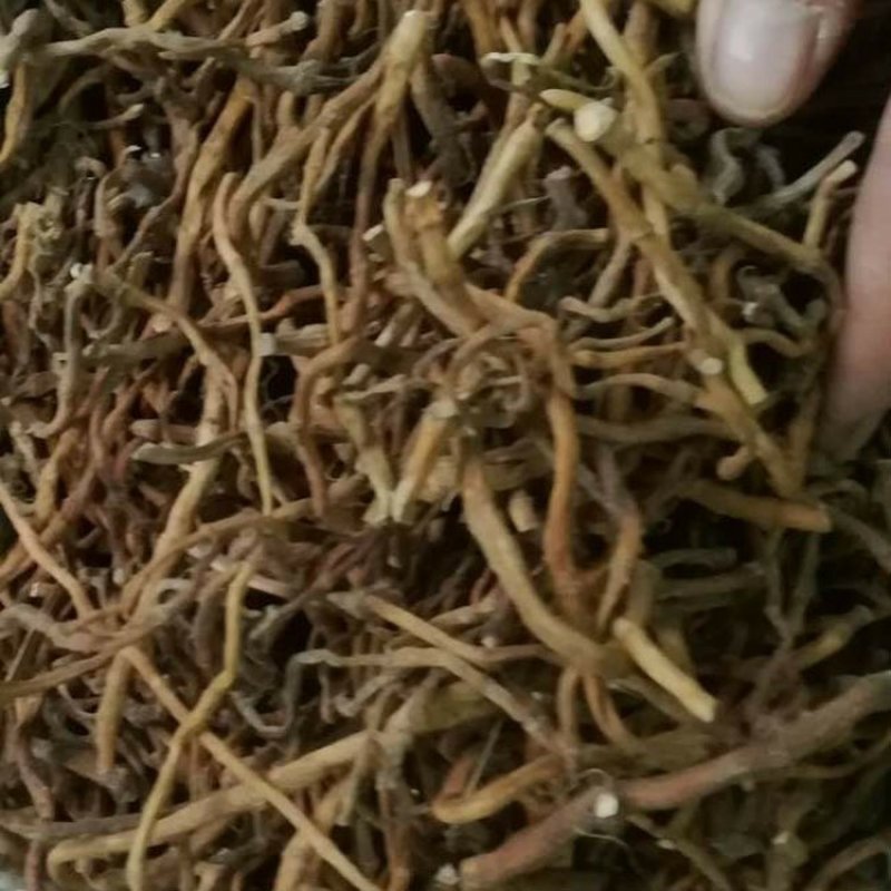 鱼腥草根干货供应上千种中药材