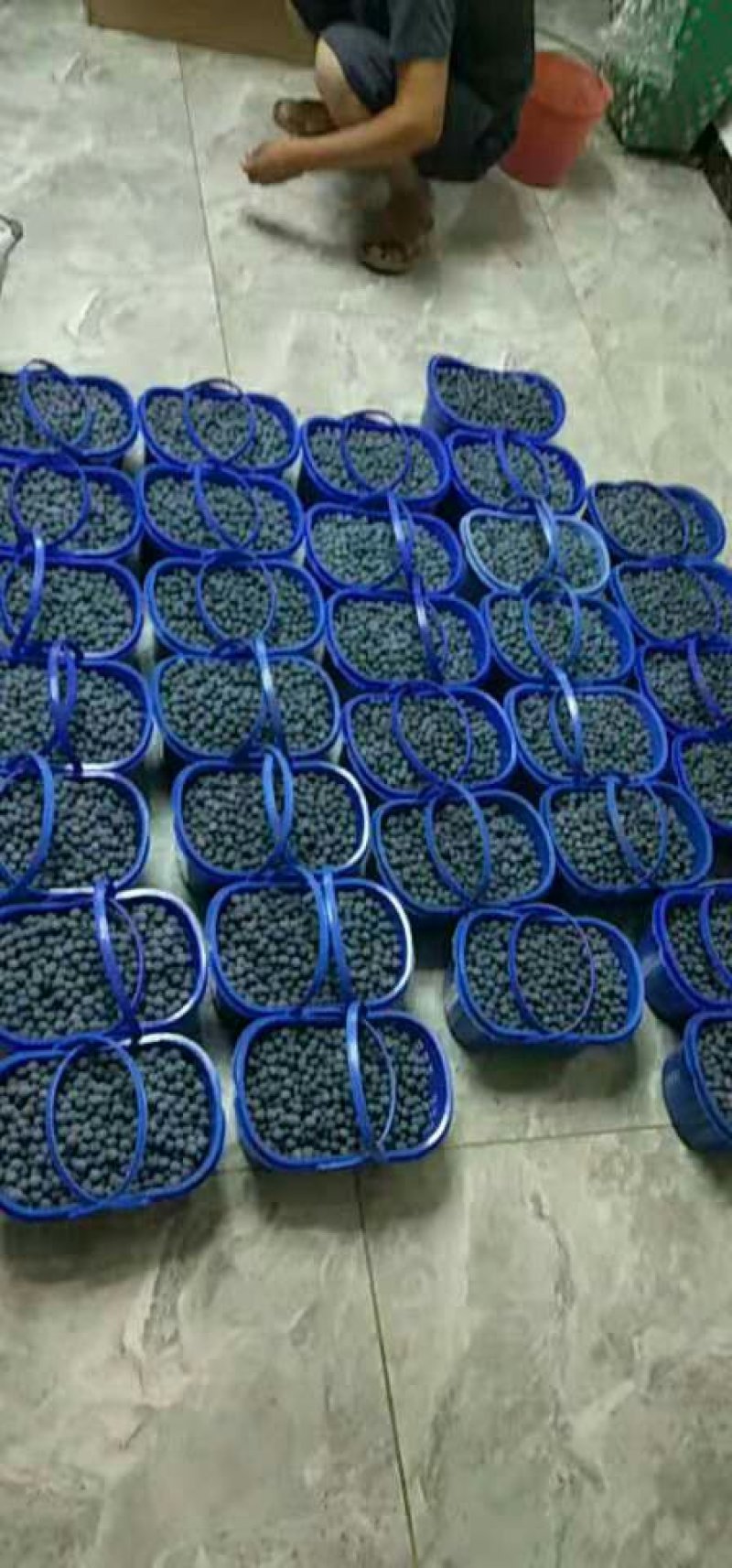 精品蓝莓12盒起包邮/批发量大欢迎询单蓝莓上市