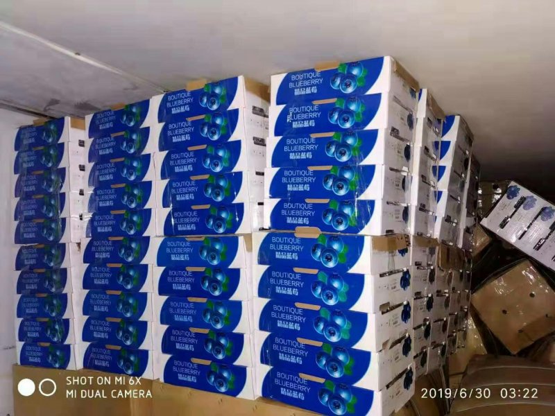 精品蓝莓12盒起包邮/批发量大欢迎询单蓝莓上市