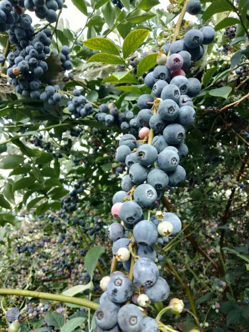 精品蓝莓12盒起包邮/批发量大欢迎询单蓝莓上市