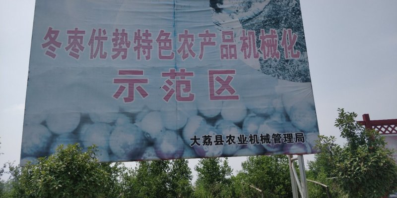 【大量现货】电商对接陕西大荔冬枣5斤大果大量供货可开票
