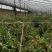 【大量现货】电商对接陕西大荔冬枣5斤大果大量供货可开票