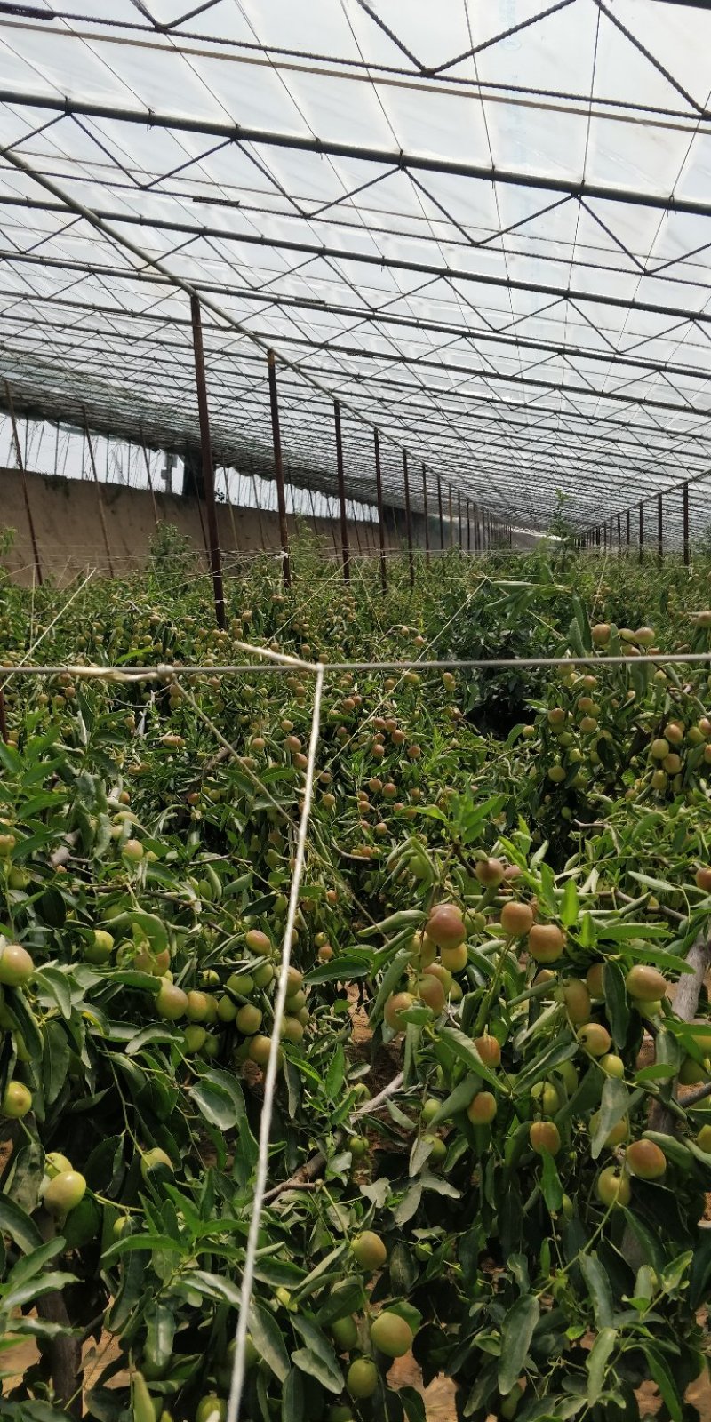 【大量现货】电商对接陕西大荔冬枣5斤大果大量供货可开票