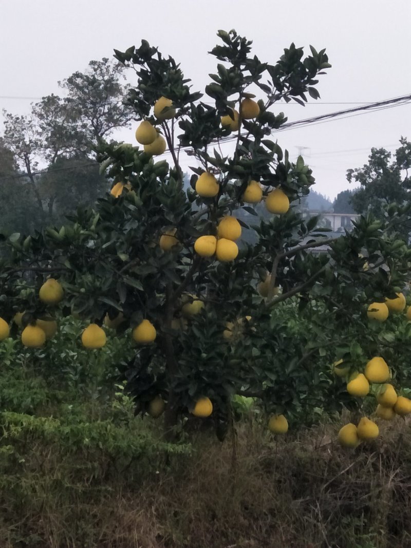 嫁接枝条安江冰糖柚百元每斤量大优惠质量保证