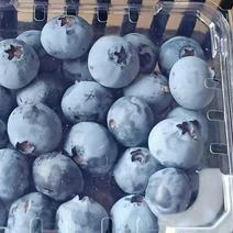 蓝莓大量上市欢迎砸单零售批发都接单支持一件代发