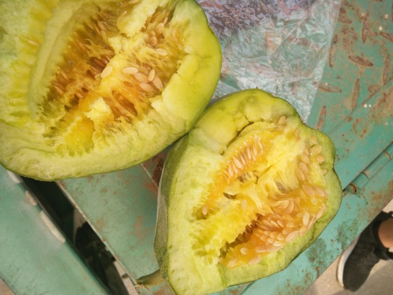 红沙沟甜瓜大量上市中