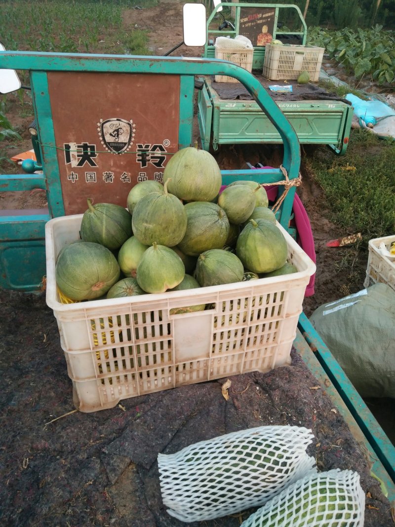 红沙沟甜瓜大量上市中