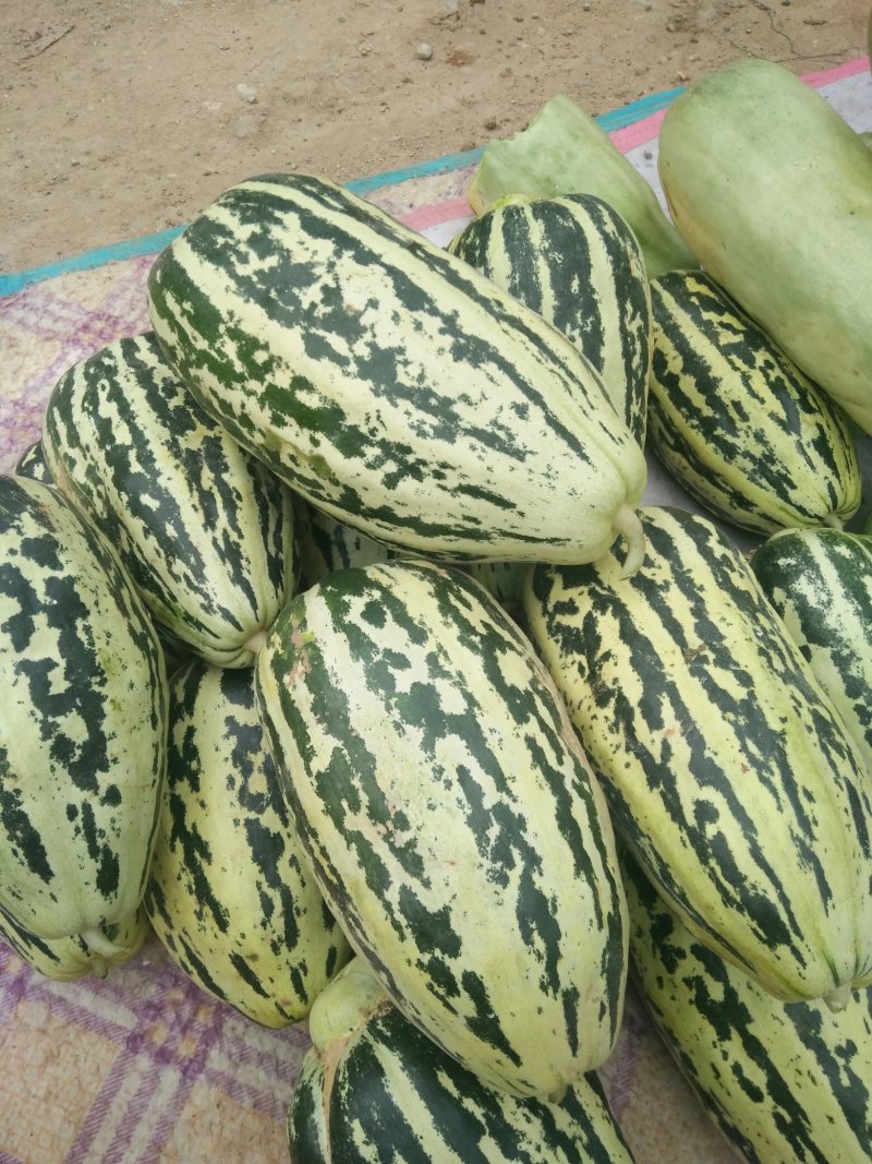 红沙沟甜瓜大量上市中