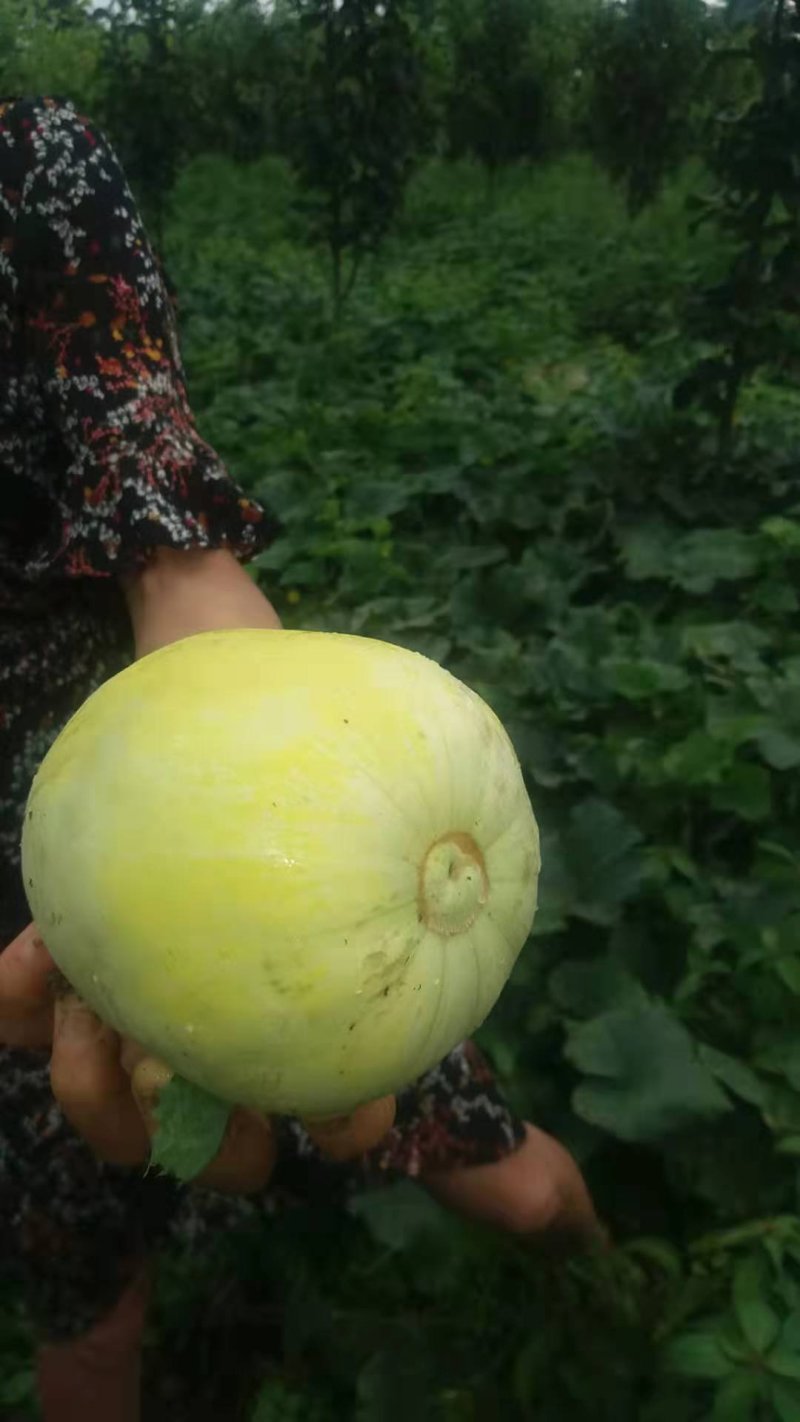 香瓜甜瓜脆瓜菜瓜烧瓜自家瓜6个品种混装