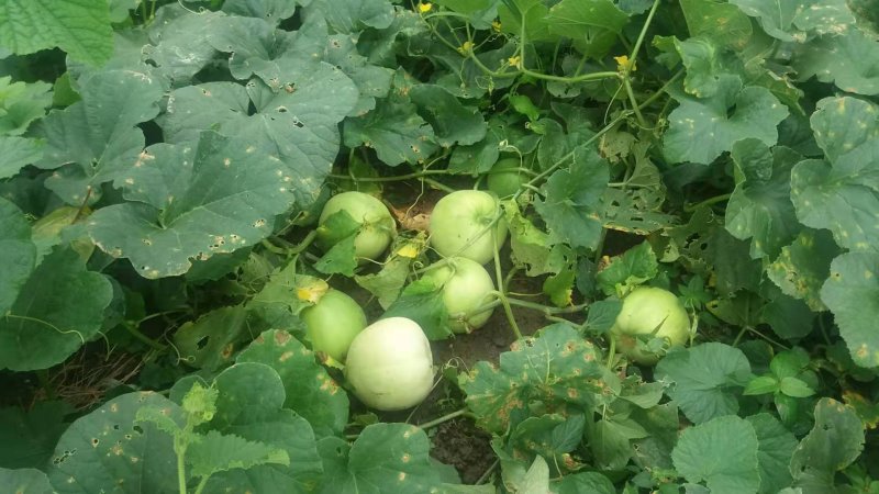 香瓜甜瓜脆瓜菜瓜烧瓜自家瓜6个品种混装