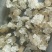 优质雪燕拉丝雪燕天然雪燕实物拍摄