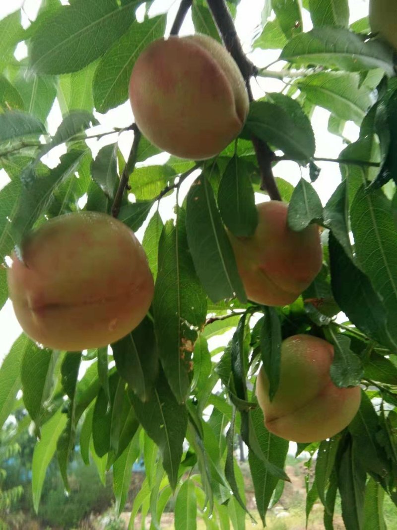 合作社毛桃晚艳红大量上市，颜色好，口味正，1.3