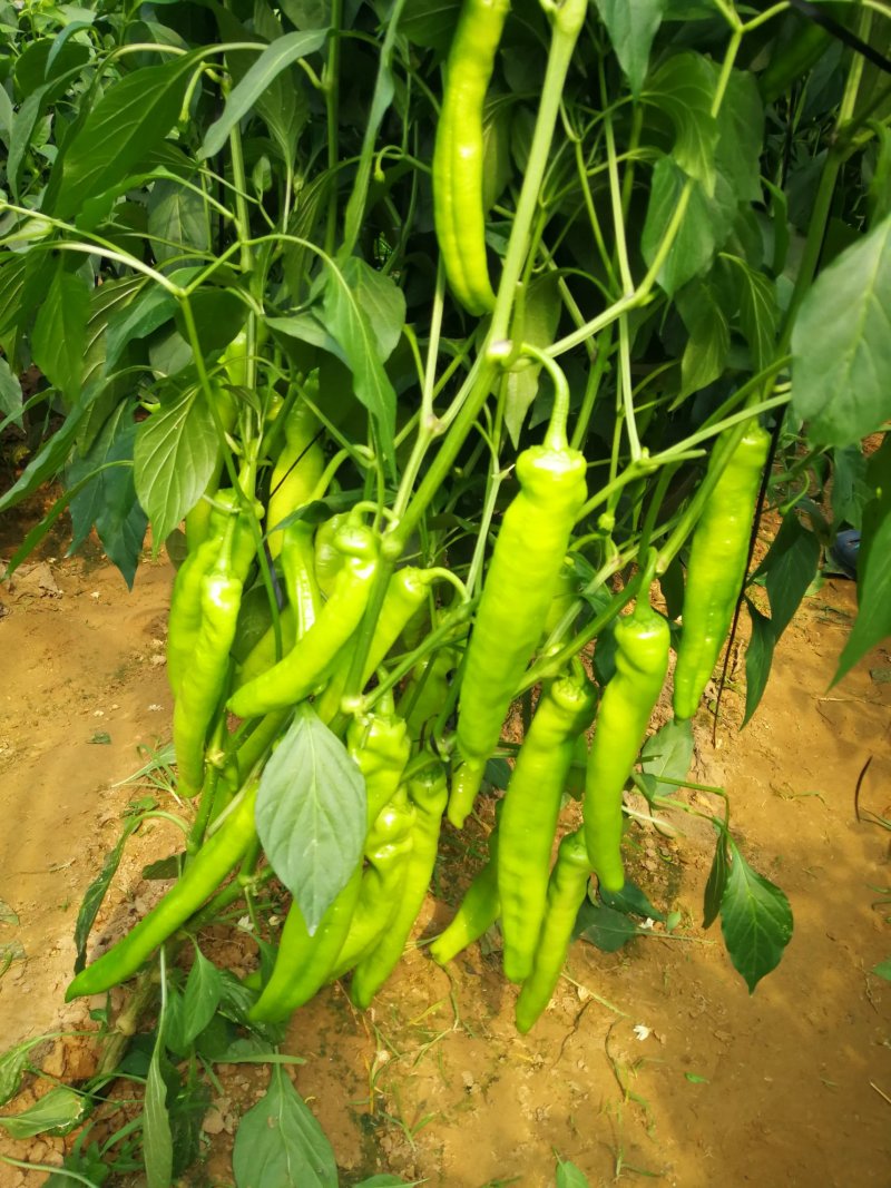 预定优质黄皮尖椒苗代育辣椒苗线椒苗杭椒苗