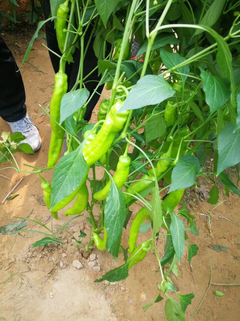 预定优质黄皮尖椒苗代育辣椒苗线椒苗杭椒苗