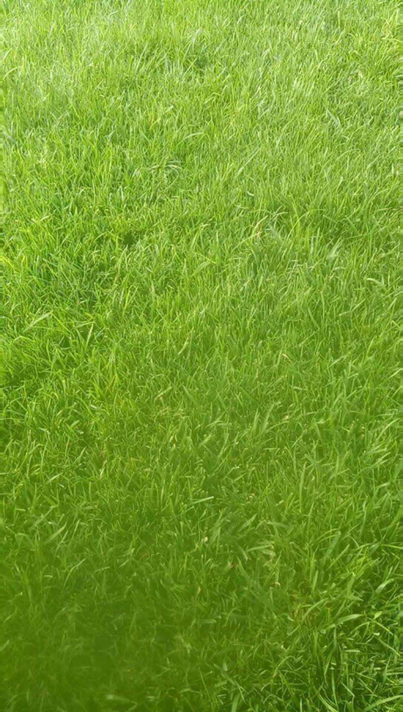 混播草皮