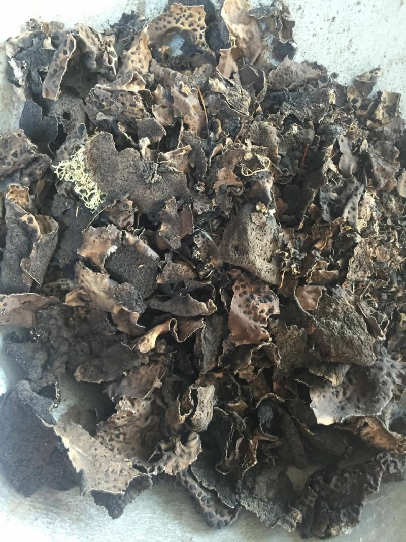 石耳石木耳石壁花供应上千种中药材批发零售量大从