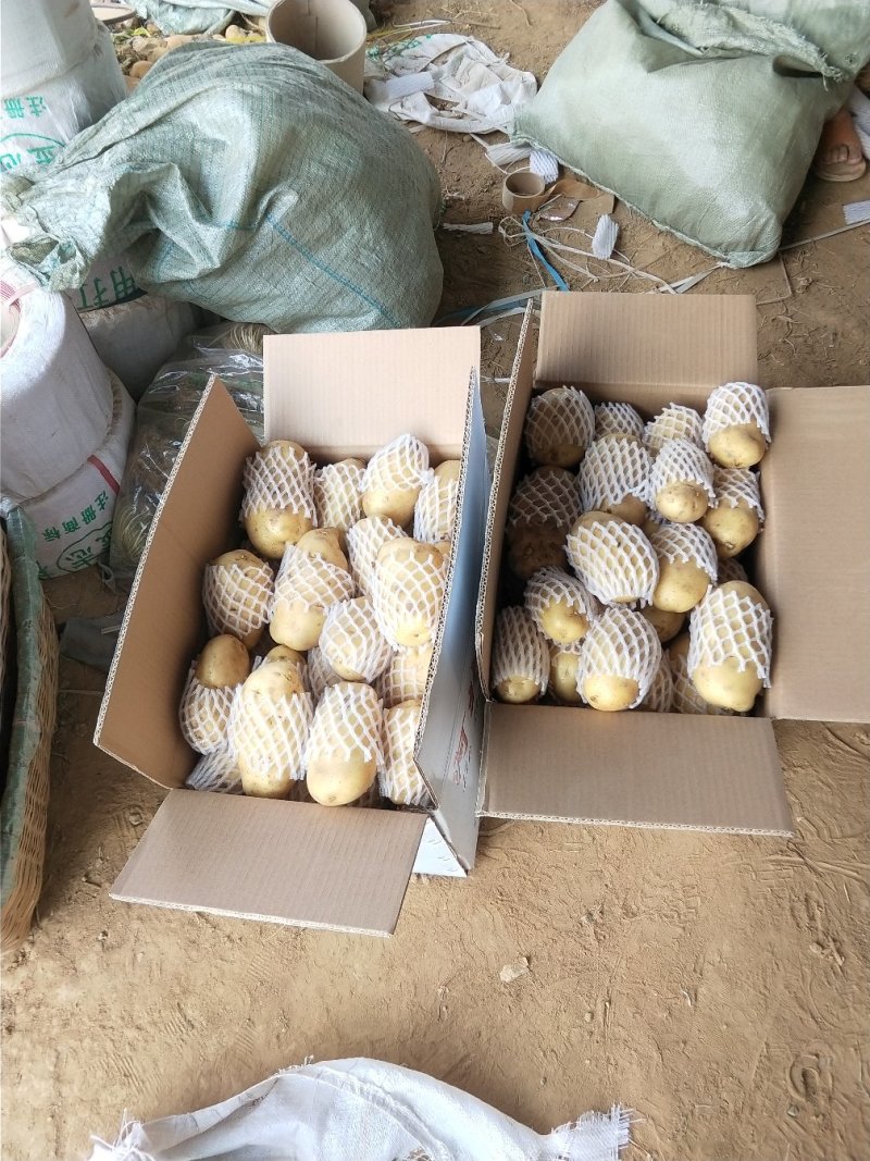 山东土豆【推荐】肥城市荷兰十五土豆箱装袋装规格齐全，全国发货