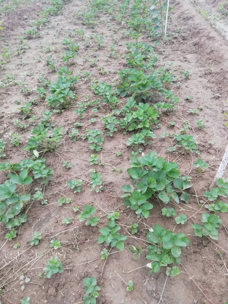 法兰地草莓苗10~20cm根系发达现起现发
