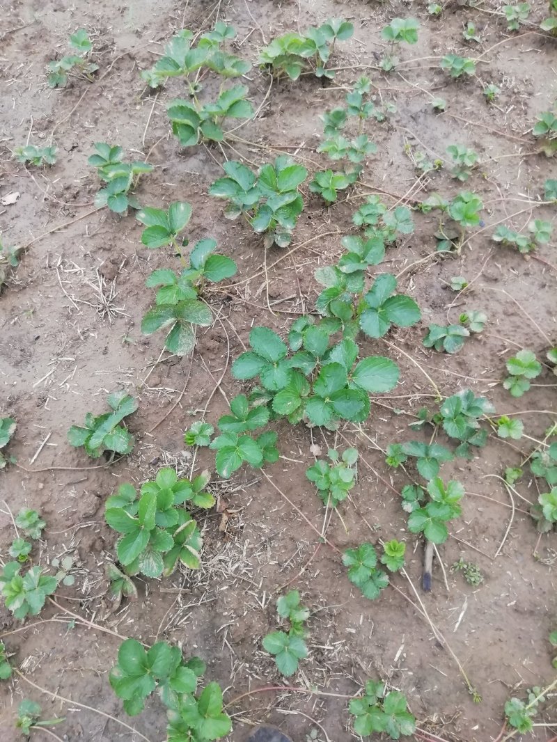 法兰地草莓苗10~20cm根系发达现起现发