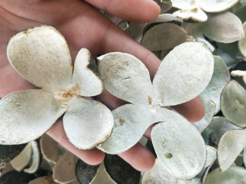 青皮四花青皮供应上千种中药材批发零售量大从优