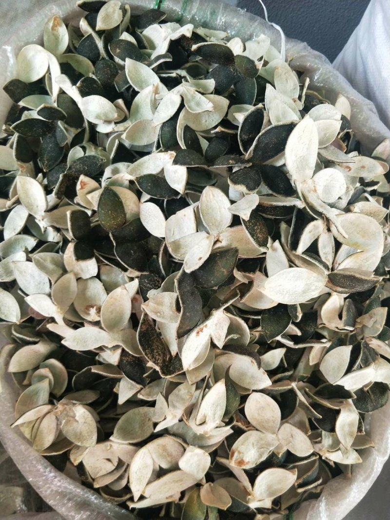 青皮四花青皮供应上千种中药材批发零售量大从优