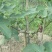 无花果