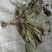 人参叶品质保证供应上千种中药材批发零售量大从优