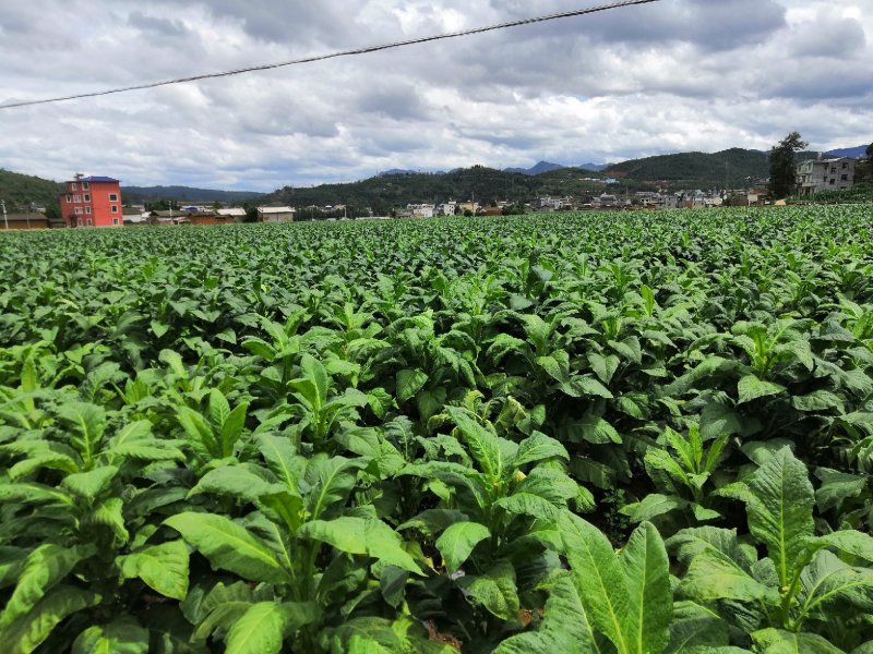 有好货：易门30多亩水田出租半年（10月至4月）