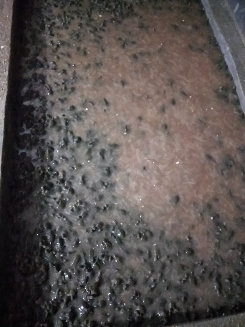 甲鱼蛋，甲鱼苗，老甲鱼