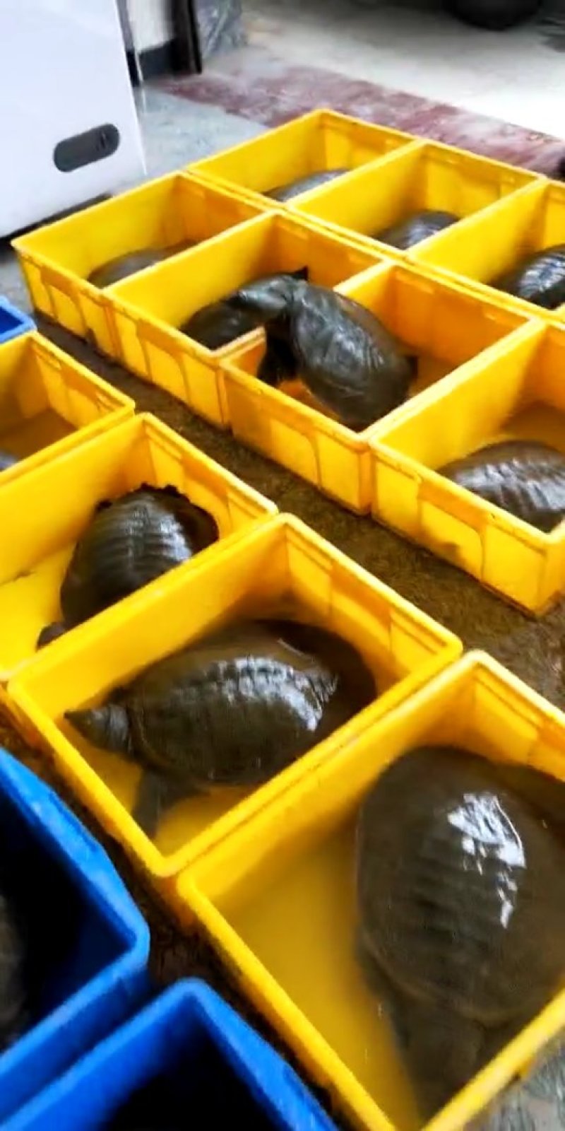 甲鱼蛋，甲鱼苗，老甲鱼