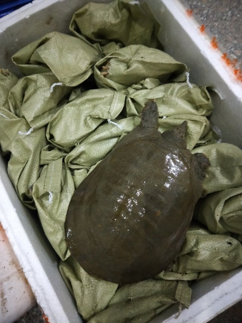 甲鱼蛋，甲鱼苗，老甲鱼