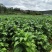 有好货：易门230亩水田出租一年，水源保证