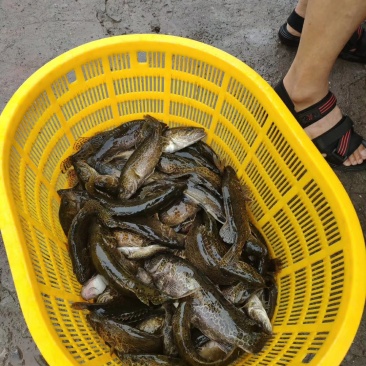 正中淡水黑撅鱼（老虎桂）