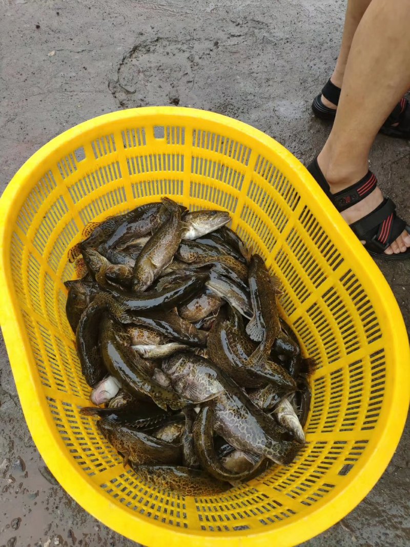 正中淡水黑撅鱼（老虎桂）