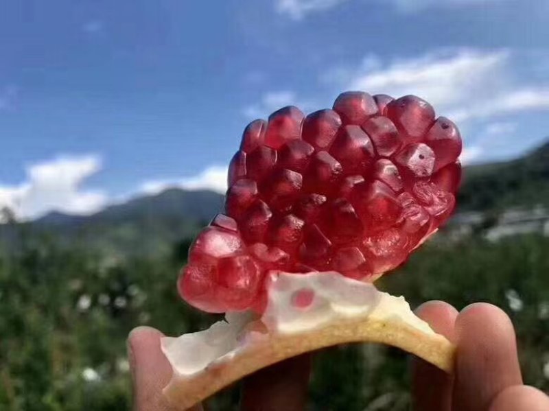 会理突尼斯软籽石榴
