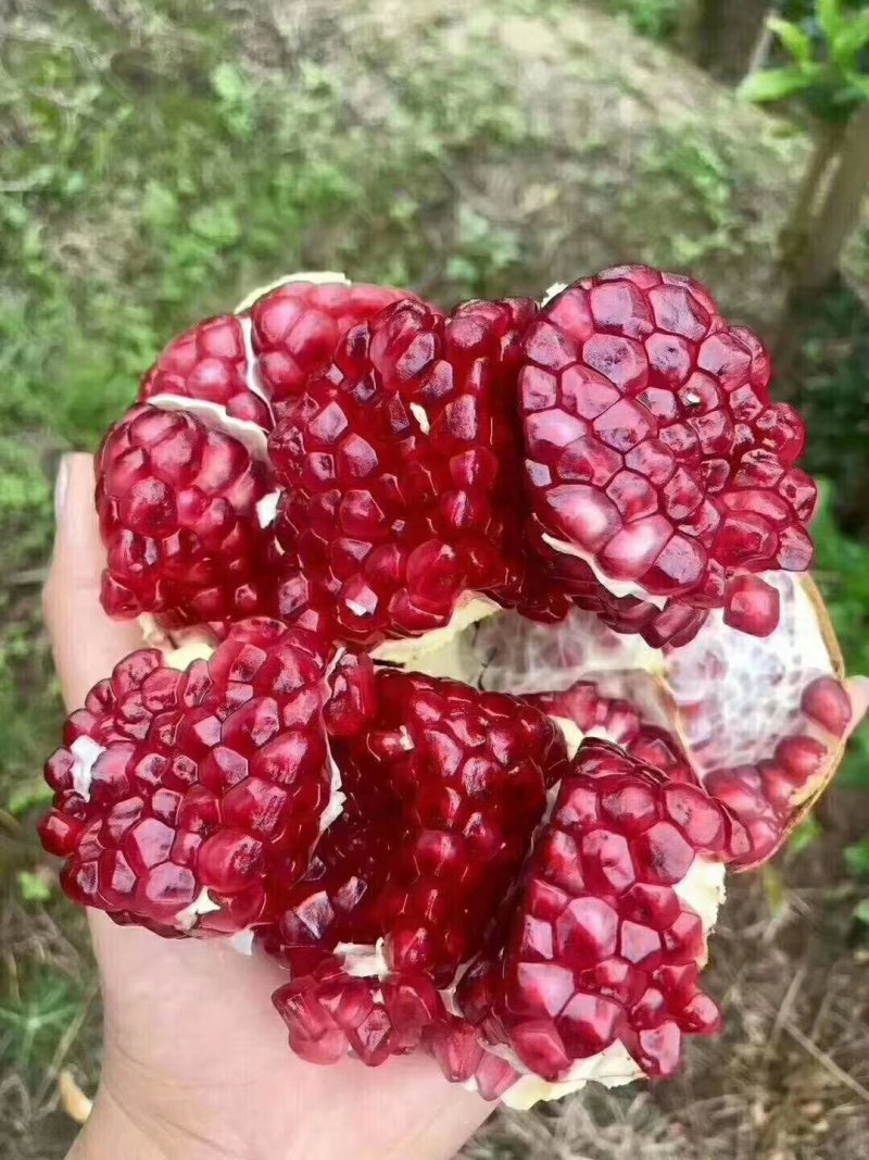 会理突尼斯软籽石榴