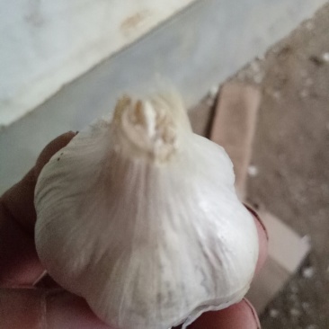 白蒜