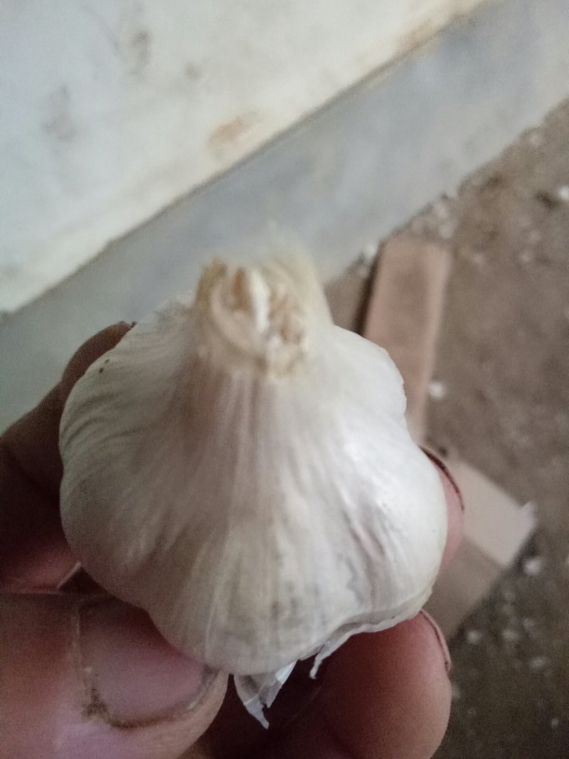 白蒜