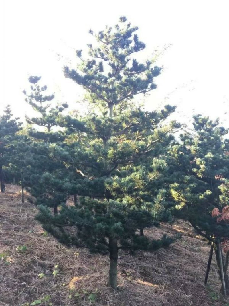 五针松是常绿乔木，树形紧密，枝叶茂密，苗圃大量出售